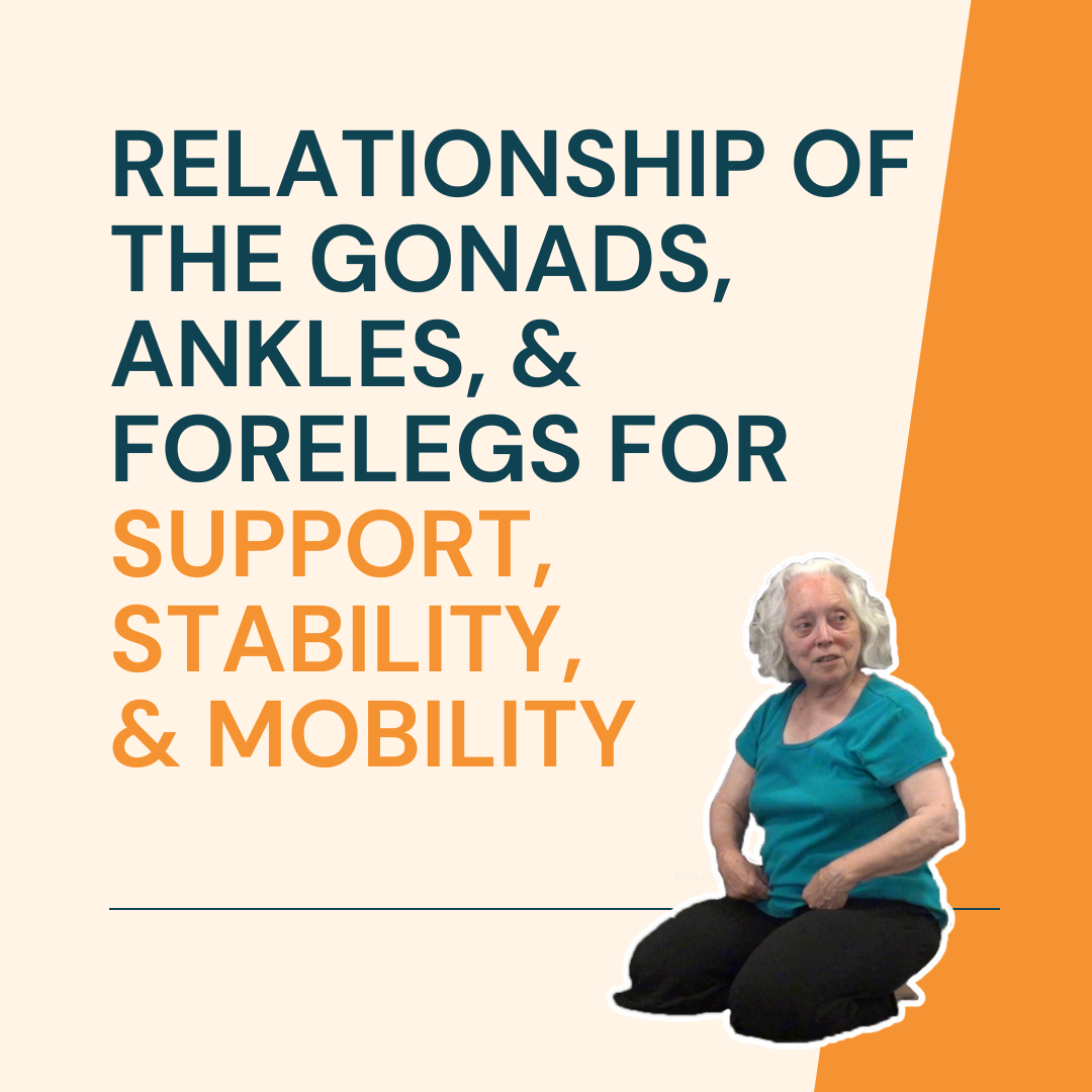 Relationship of the Gonads, Ankles, and Forelegs for Support, Stability, and Mobility