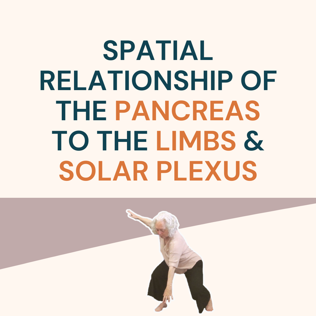 Spatial Relationship of the Pancreas to the Limbs and Solar Plexus